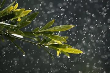 《春雨》作者:首金【主播:清泉】【桃源国际诗歌文化传媒】用声音传递温暖以诵读致敬人生♬（图7）