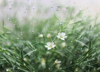 《春雨》作者:首金【主播:清泉】【桃源国际诗歌文化传媒】用声音传递温暖以诵读致敬人生♬（图10）
