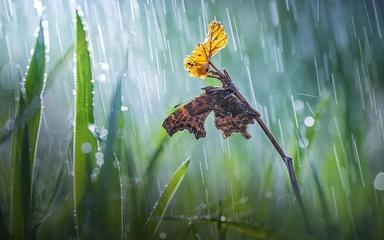 《春雨》作者:首金【主播:清泉】【桃源国际诗歌文化传媒】用声音传递温暖以诵读致敬人生♬（图11）