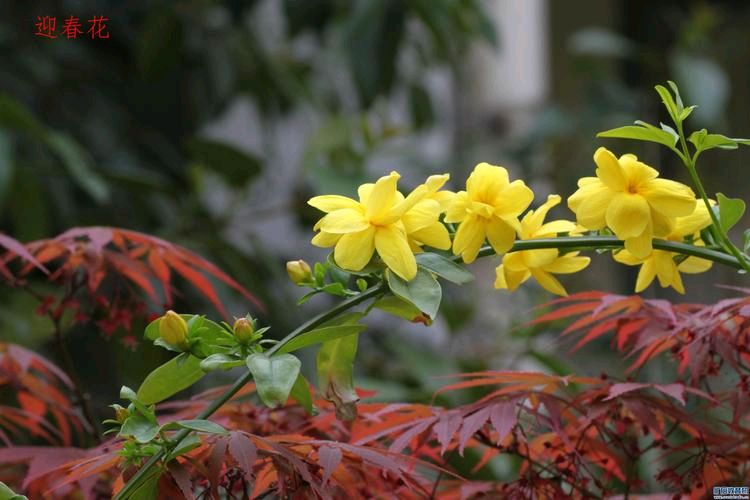 【明心文学】水川/百花争艳组诗(35)七律四首 主播/张兆维(图5)