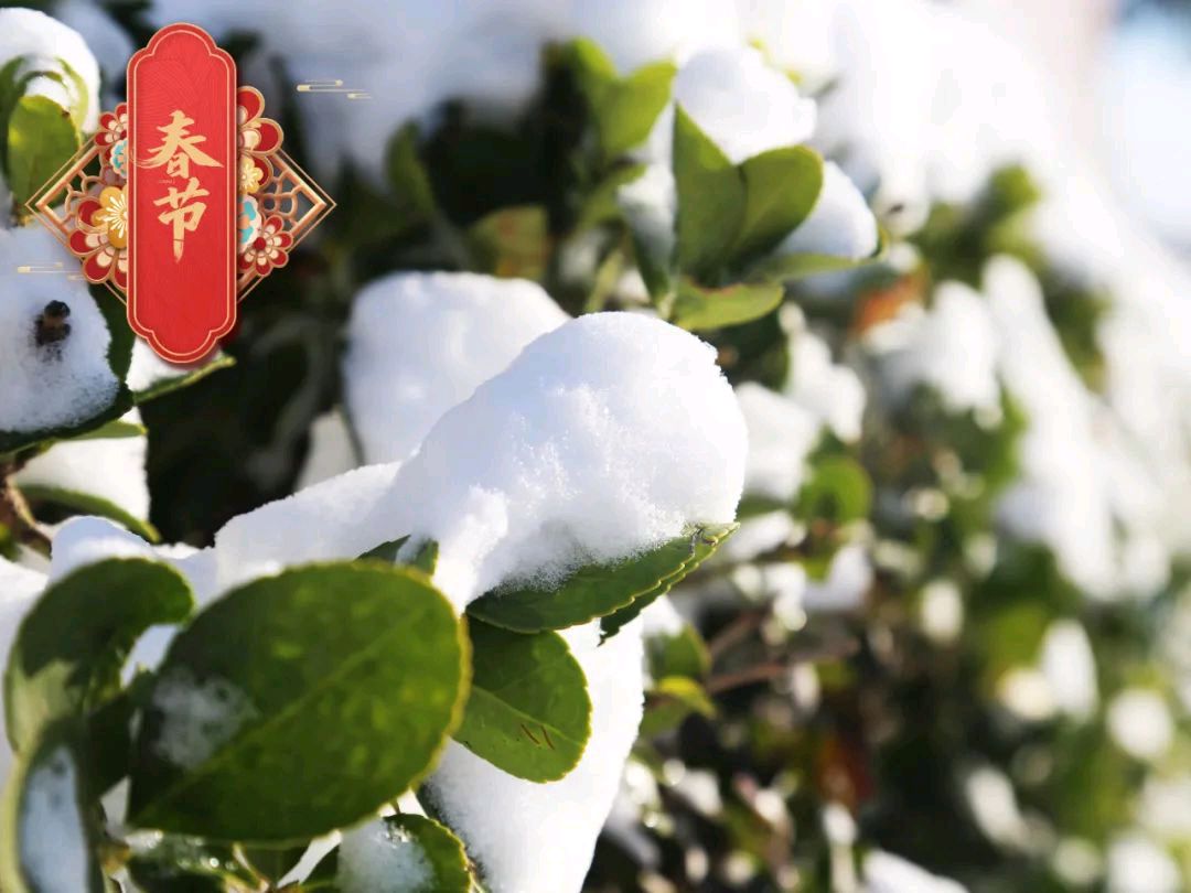 《好一场龙年春雪》文/流淌的小河（图4）