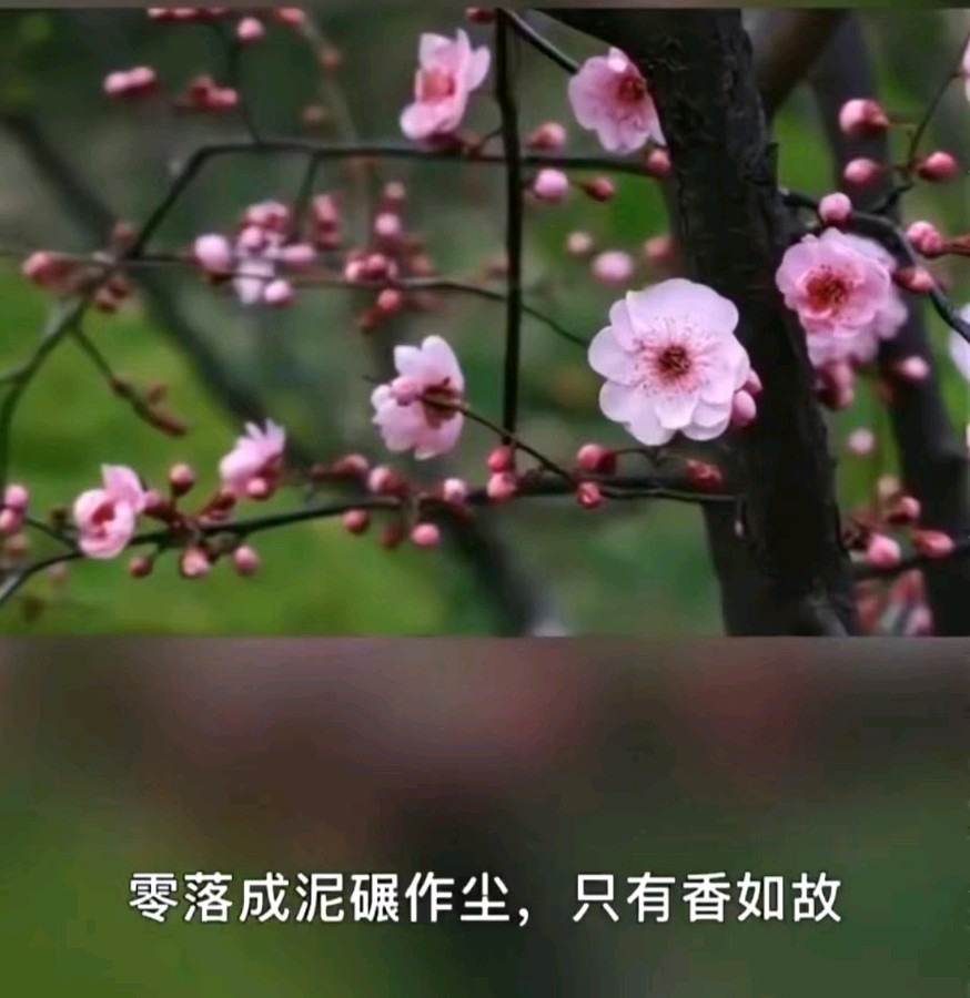作者:肖翠风《冬之韵》(专辑)8712期~新京都文艺(图3)