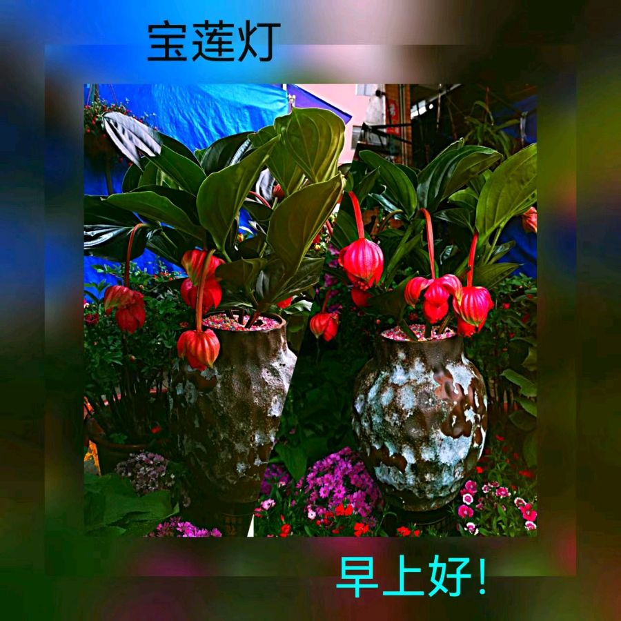 联机全球发布马洪武作品欣赏（图187）