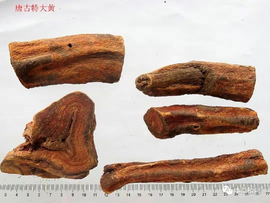 乡村感怀/叹中药(文/孙述考)……莲叶之珠文学社(图5)