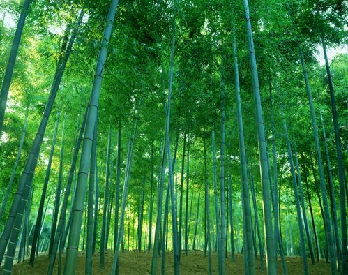 北美翰苑散文诗社《竹韵.文选》(图5)