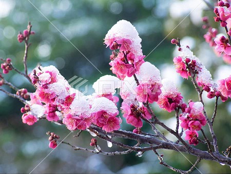 【海外诗译】精品双语朗诵《春雪飞扬》作者|婉晴、英译|Gerry、审译&朗诵|薇薇(图4)