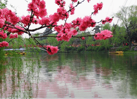 《北京版精品》喜春来·春日英雄花 【词林正韵】文/鸿音/吴纯芳（广东）（图8）