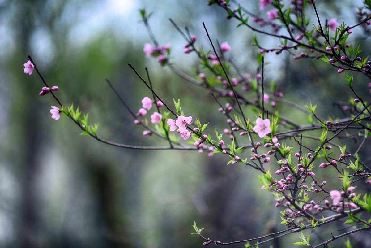 【新诗大观】春天||文/金义(河北)