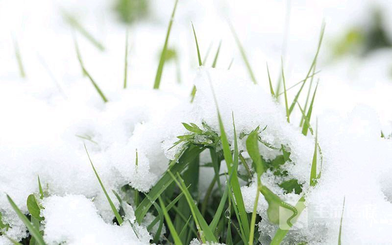 张广新的《七律 咏春雪》