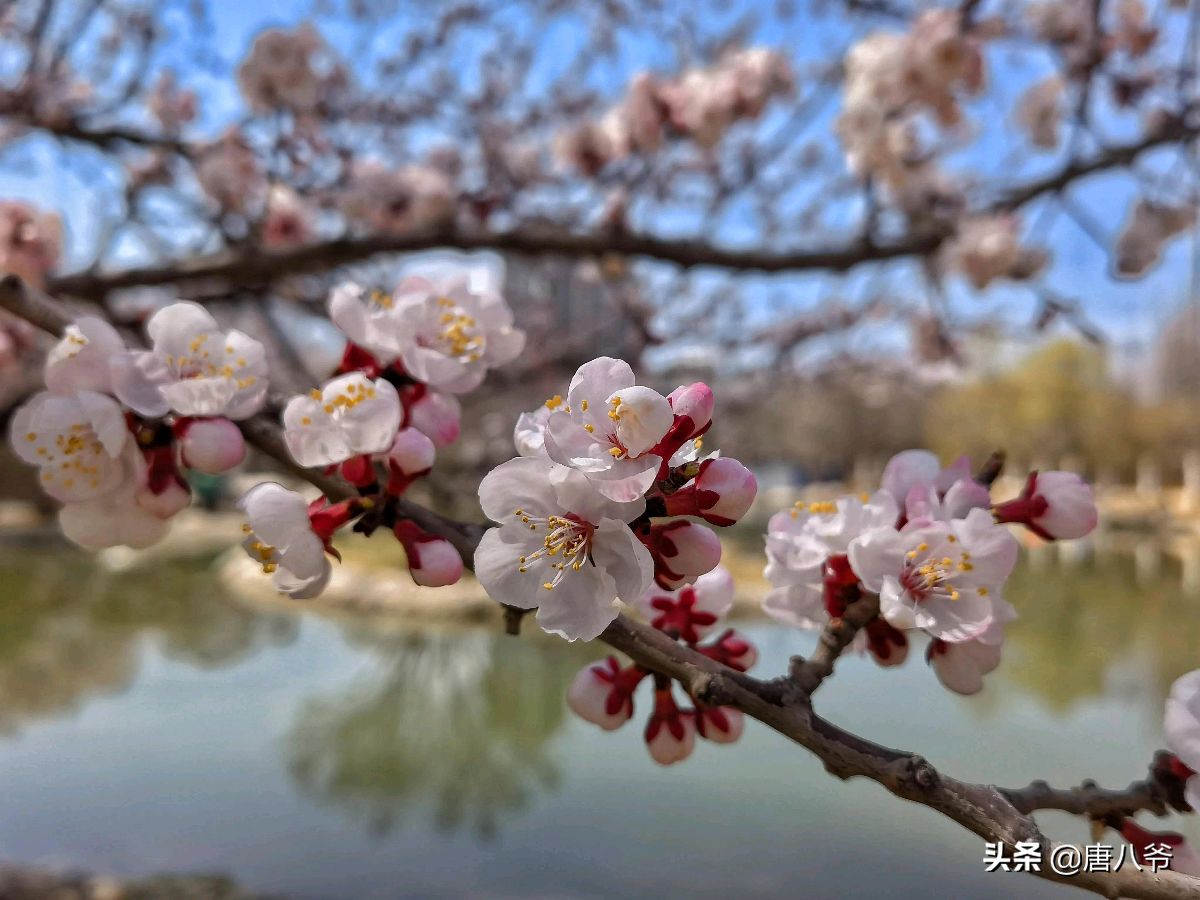 春天（图2）