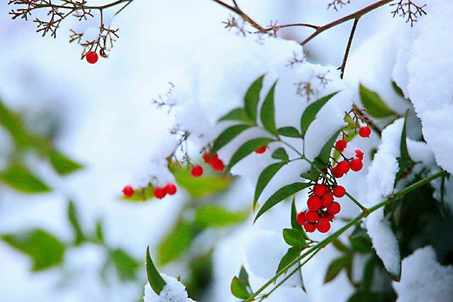 春绽雨雪吟怀(外一首)诗||于兴庆(图14)