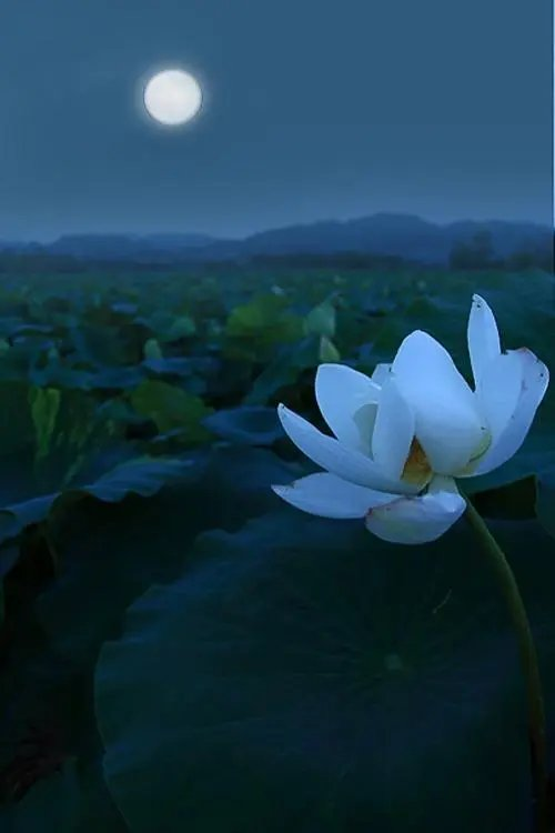 临江仙-惯看清风浩月(组合)词||李振林(图8)