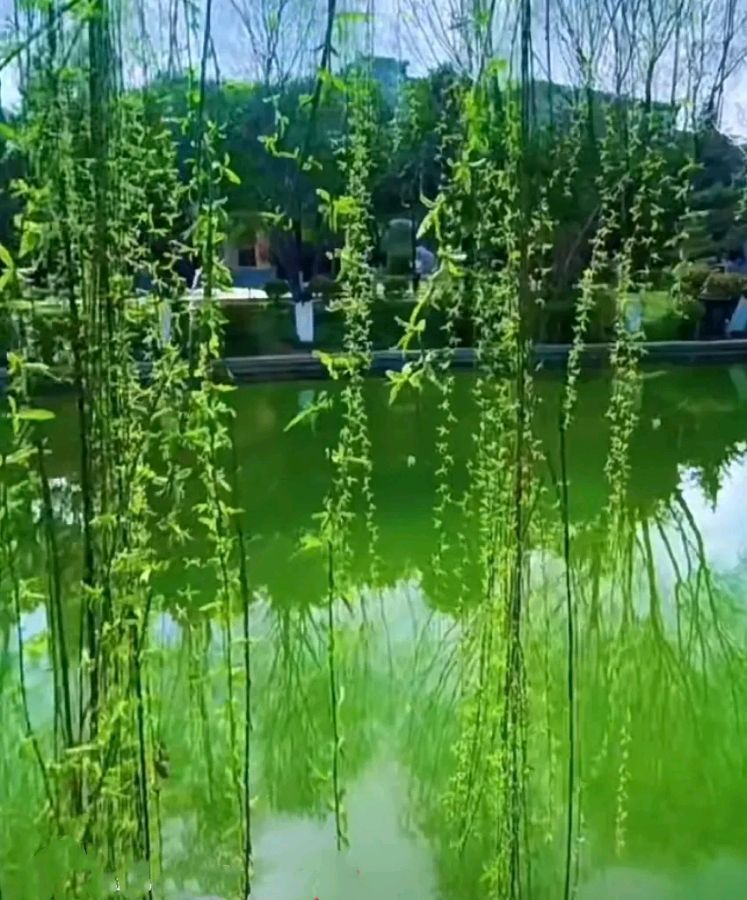 伟大的追求 ‖ 作者/雷金钟 朗诵/蕙质兰心（图8）