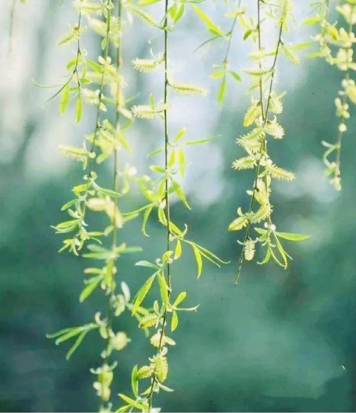 伟大的追求 ‖ 作者/雷金钟 朗诵/蕙质兰心（图6）