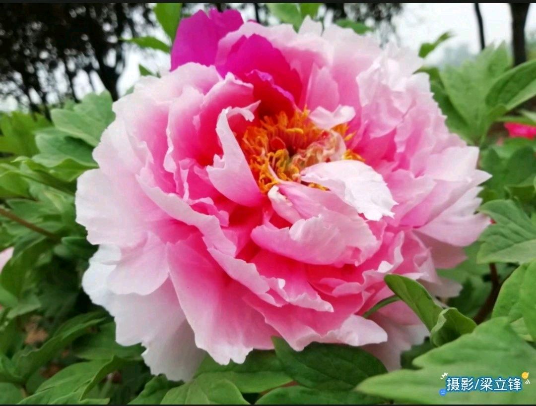永辉开元店 原作/梁立锋（图6）