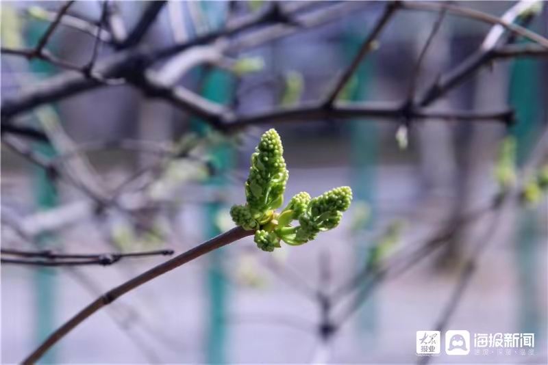 孙述考诗文六篇……莲叶之珠文学社(图7)