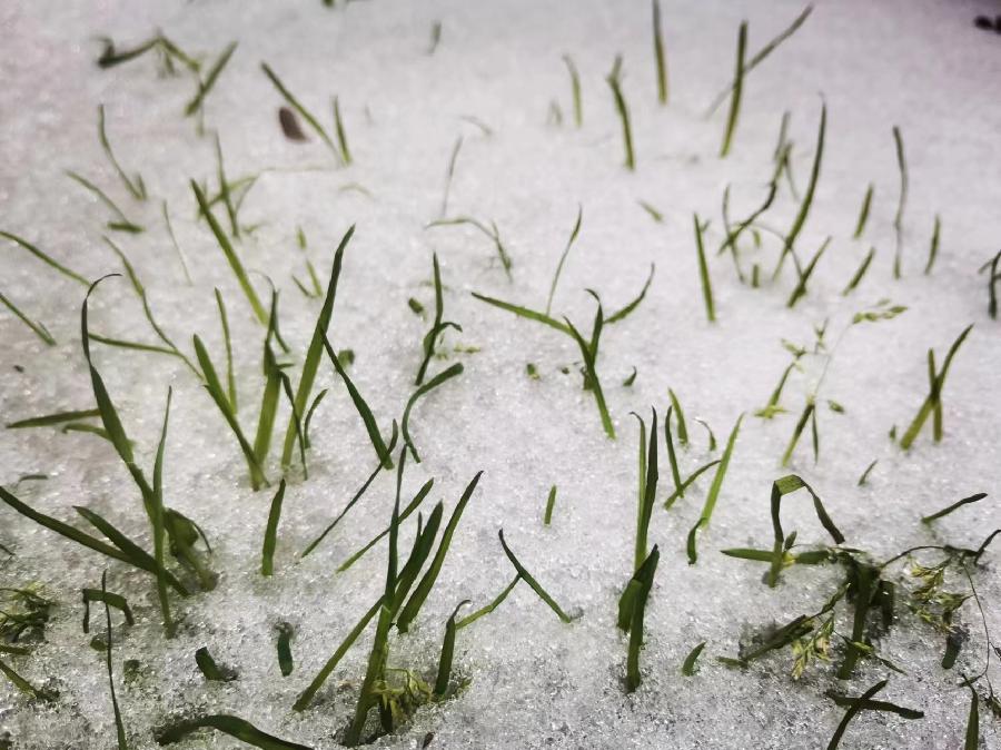 冰雨雪后的随感|图/文 |蒋卫平(武汉)(图2)