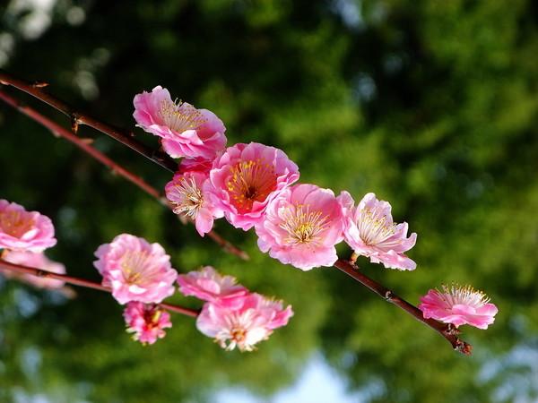 《九江文学社：北京头条》《名家精品文学》优秀诗人杨学是先生诗歌欣赏《问春》【总第2006期】（图4）