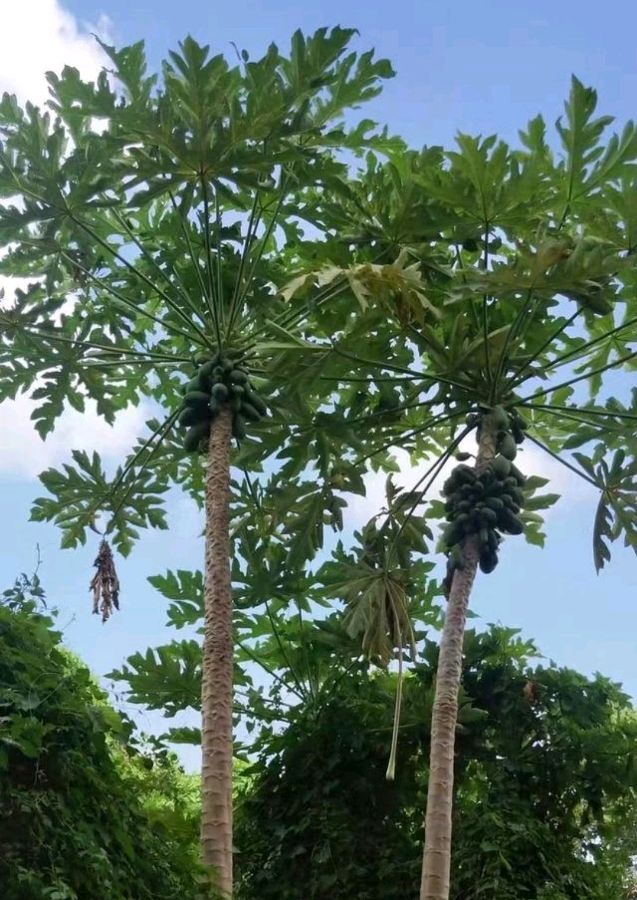 🌳最美生态散文集欣赏🌳《树下无言》厚朴