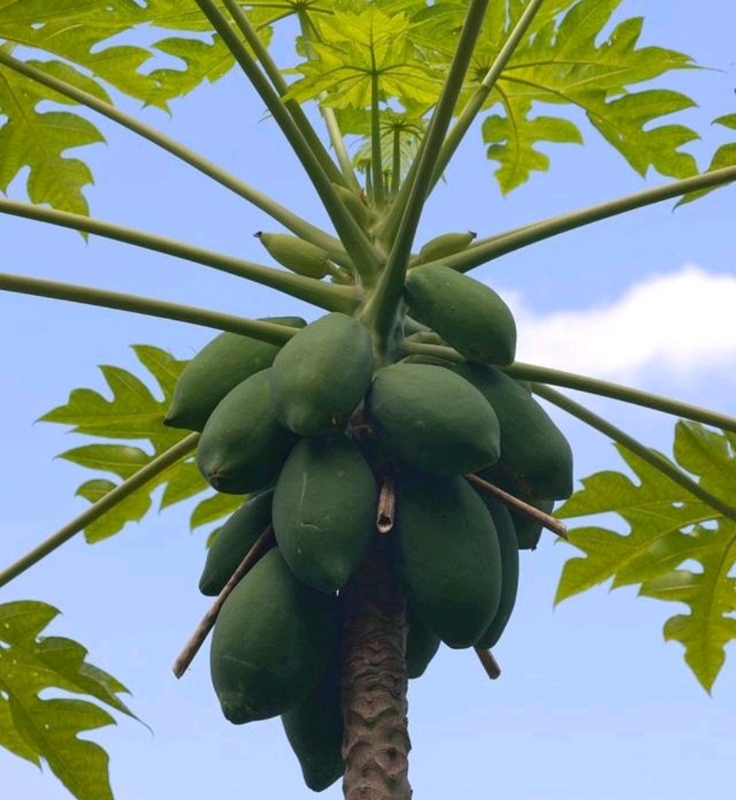 🌳最美生态散文集欣赏🌳《树下无言》厚朴(图4)