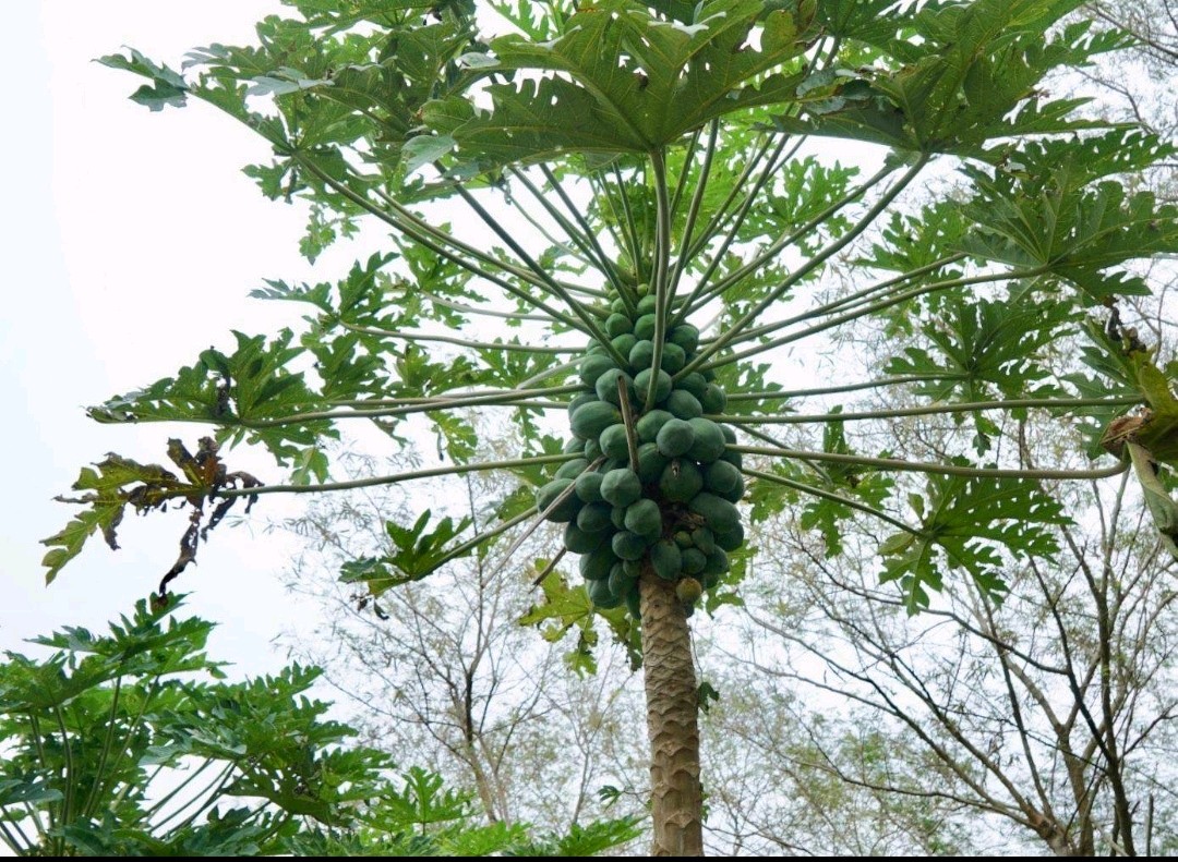 🌳最美生态散文集欣赏🌳《树下无言》厚朴(图2)