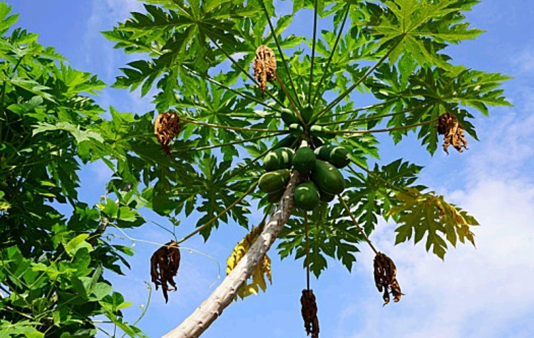 🌳最美生态散文集欣赏🌳《树下无言》厚朴(图7)