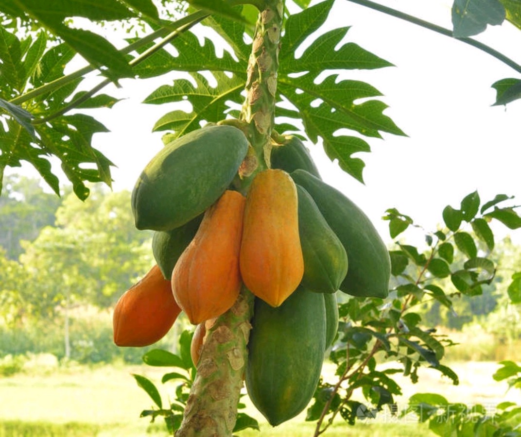 🌳最美生态散文集欣赏🌳《树下无言》厚朴(图6)