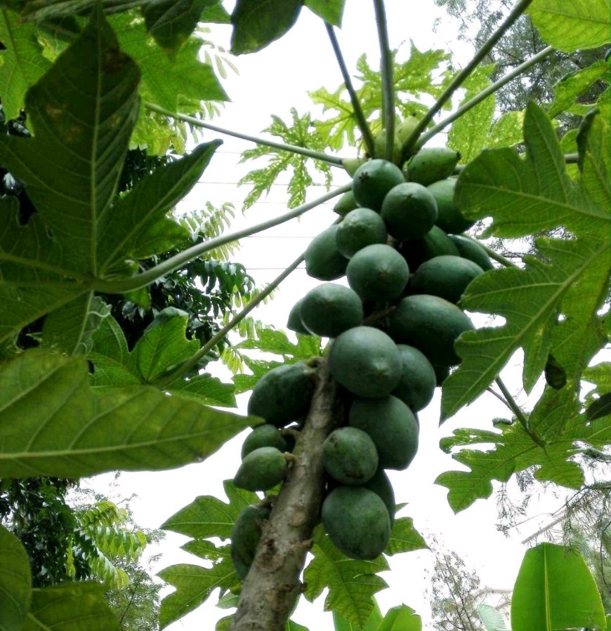 🌳最美生态散文集欣赏🌳《树下无言》厚朴(图5)