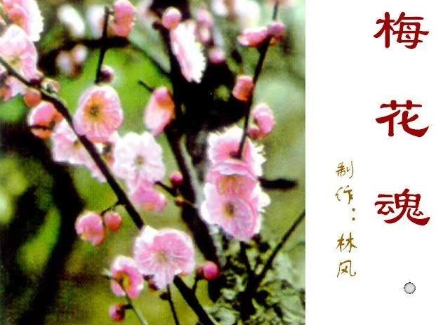 七绝-梅魂～诗||雅轩琴韵（图8）