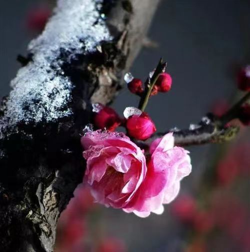 七绝-梅魂～诗||雅轩琴韵（图18）