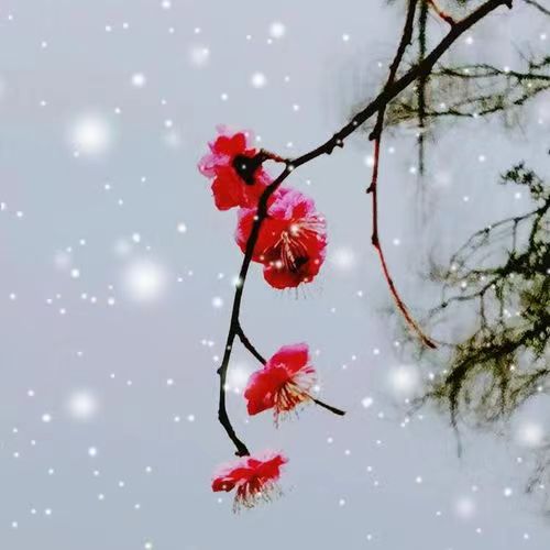 七绝-梅魂～诗||雅轩琴韵（图17）