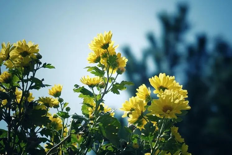 中秋节的心扉（组合）诗||一农（图14）