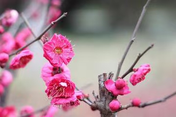 七绝·梅香有题(文/冯清明)……莲叶之珠文学社(图3)