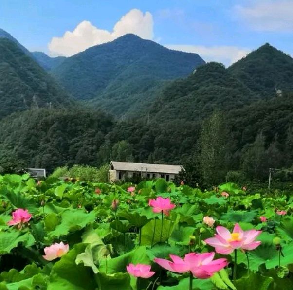《春天的生机》作者/春韵 诵读/冬日艳阳 编辑制作/青青【花雨馨声】第574期（图6）