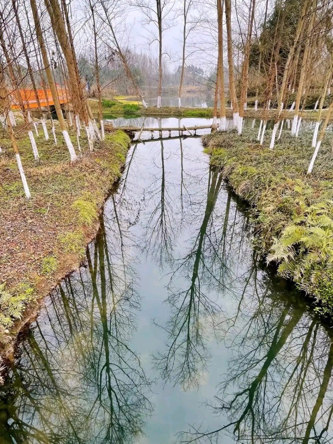 请欣赏四位金牌主播倾情朗诵罗洪标老师的作品《春天里的暖阳》编辑//海纳百川【第7900期】（图4）