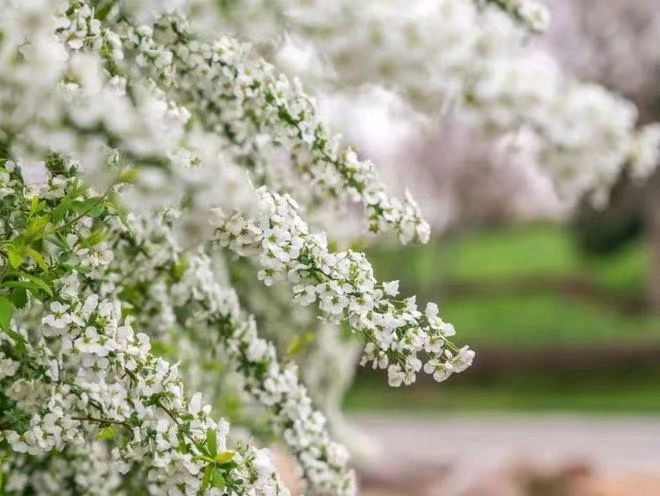 【荣耀中国】《雪出轨了》文/严美平（江苏）（图5）