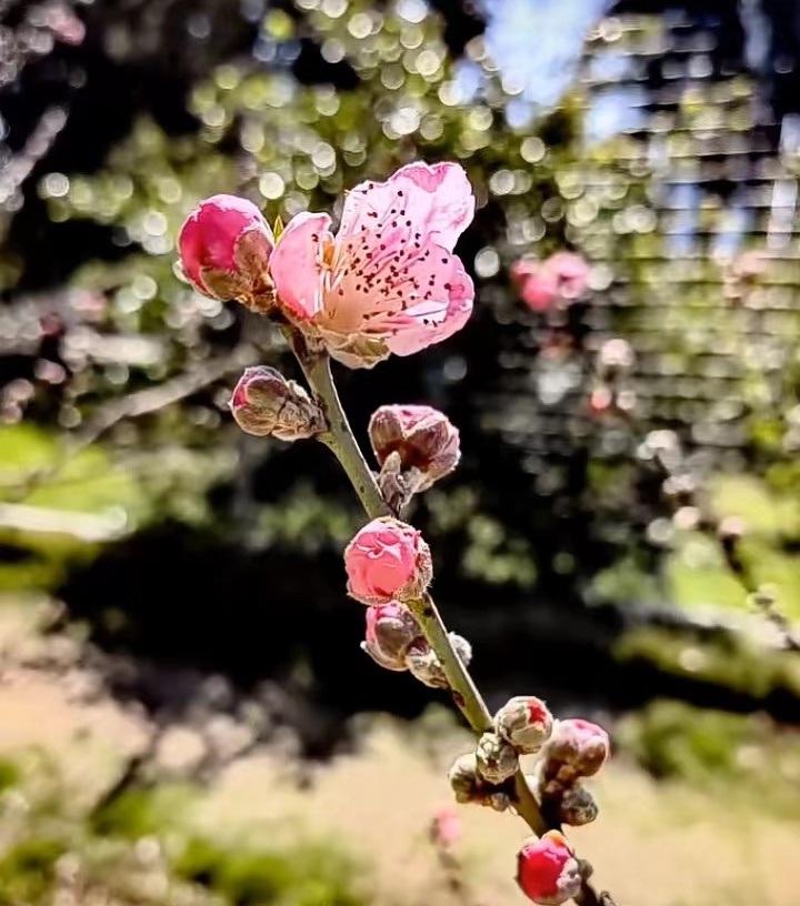 惊蛰～诗||雅轩琴韵（图20）