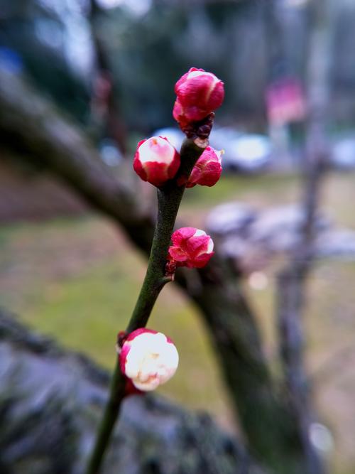 三月的早晨（组合）诗||一农（图9）