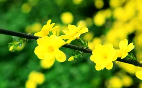 敬请欣赏刘锁海老师绝·律·词八首（图6）