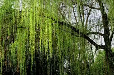 敬请欣赏刘锁海老师绝·律·词八首（图8）