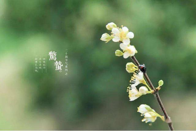 【藏头诗】惊蛰养生正当时 文/王俊杰（图4）