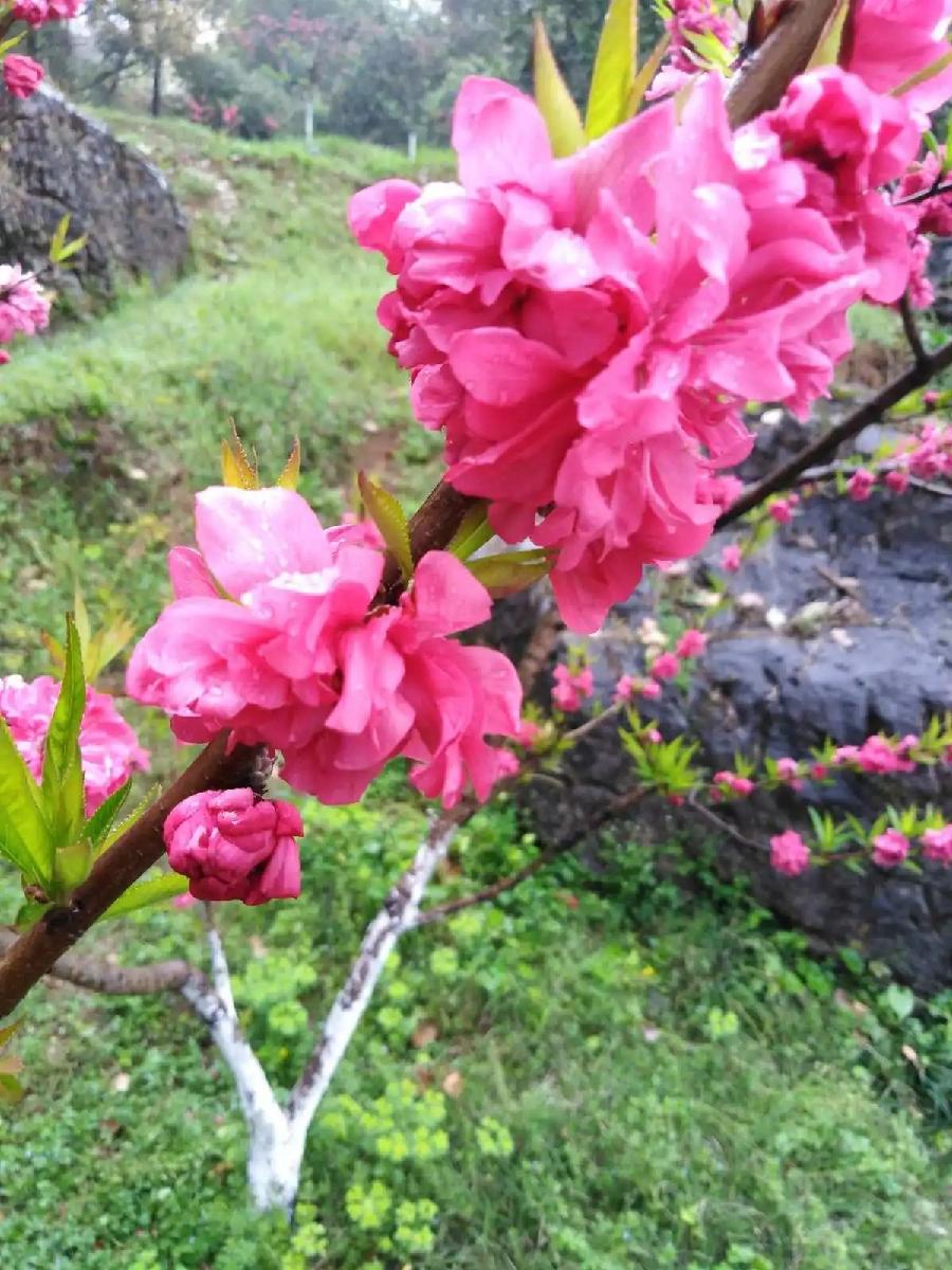 桃花，蔓草——读《诗经》有感～诗||晏忠林（图12）