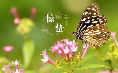 ［诗词吟惊蛰］（作者：许碧霞/张华兴/冯清明）……莲叶之珠文学社（图8）
