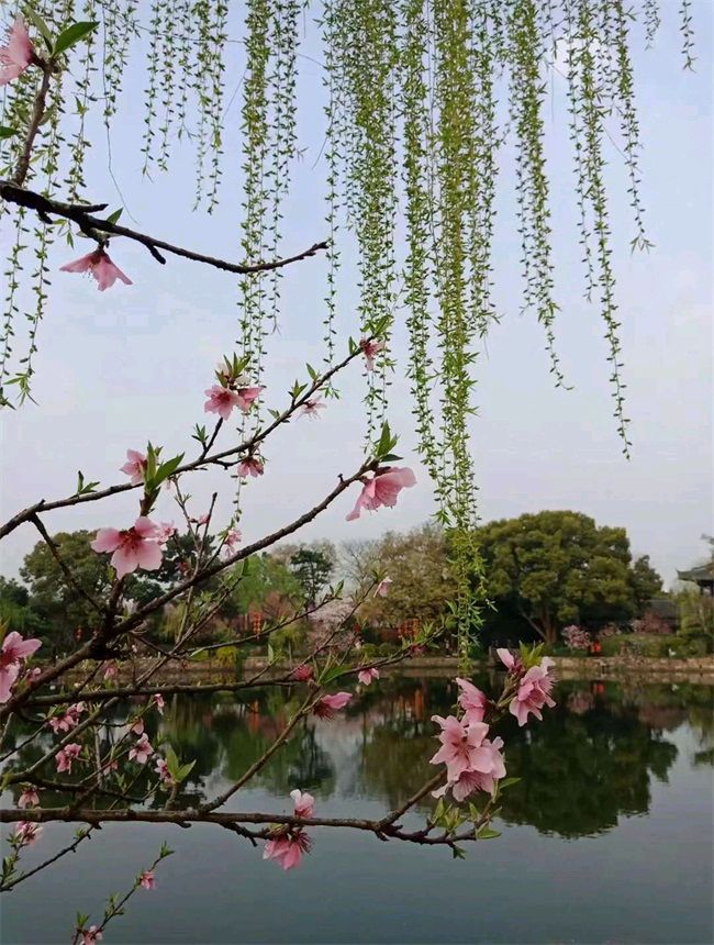 《七律 惊蛰踏青》作者/吴云钦（图2）