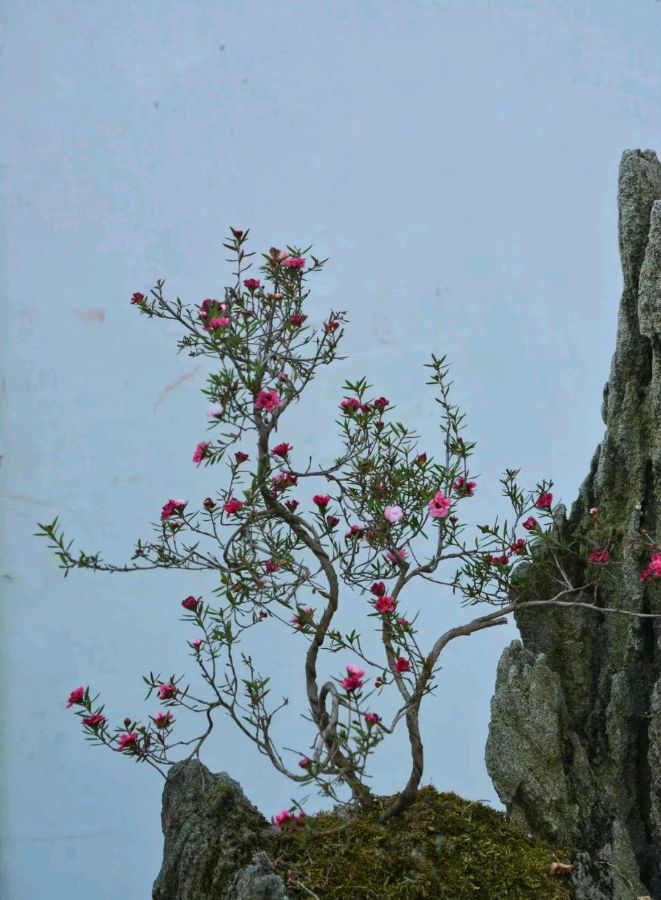 联机全球发布周芳禄作品欣赏（图20）