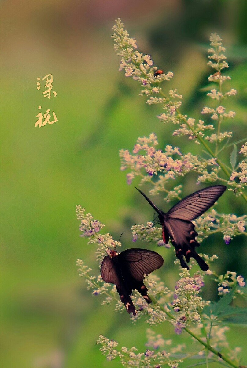 春晓（组合）诗||一农（图15）