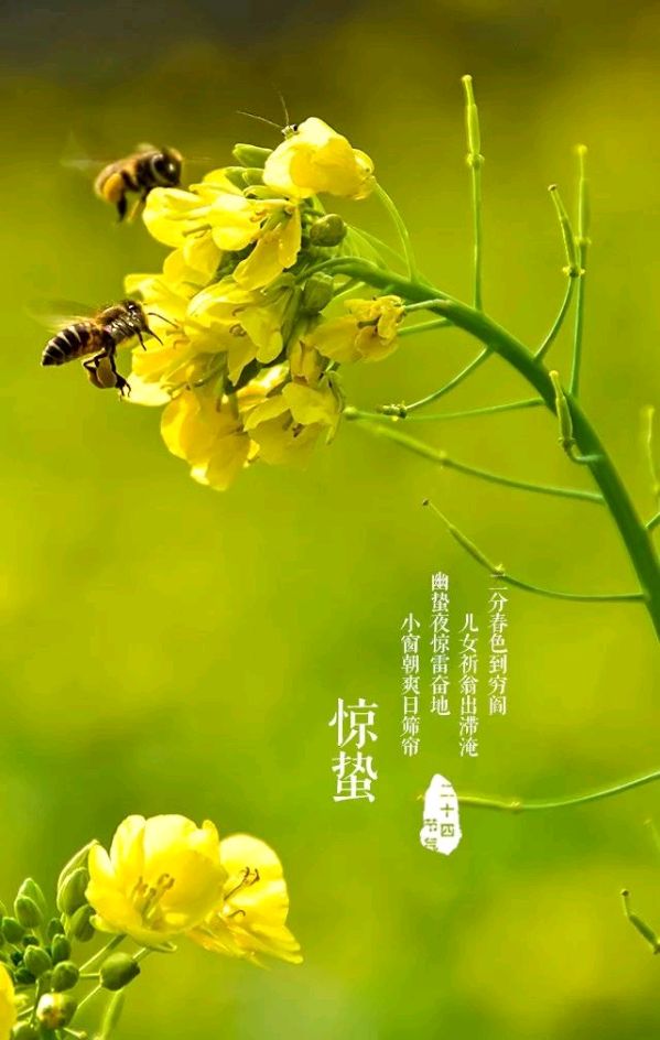 【中国长江文学社】《惊蛰是一种醒悟》作者黄金鑫/主播艳萍//编辑天娇//第7927期（图4）