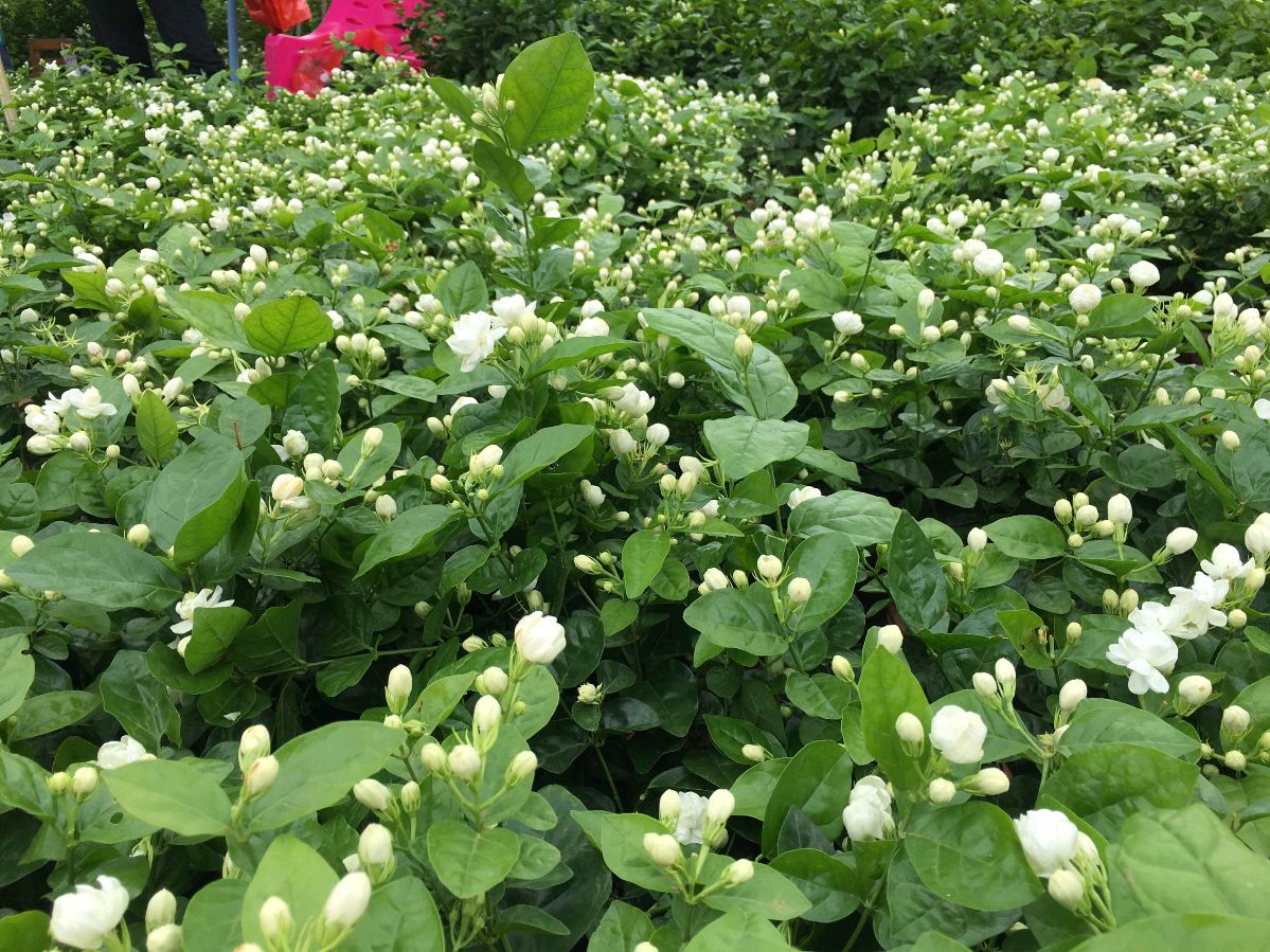 【佳作美诵】冬日艳阳诵读《女人如花》作者/肖朝光 编辑制作/雨杉【花雨馨声】第582期（图6）