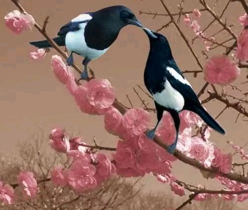 【自由诗】《春天里》作者/郑金波（图2）