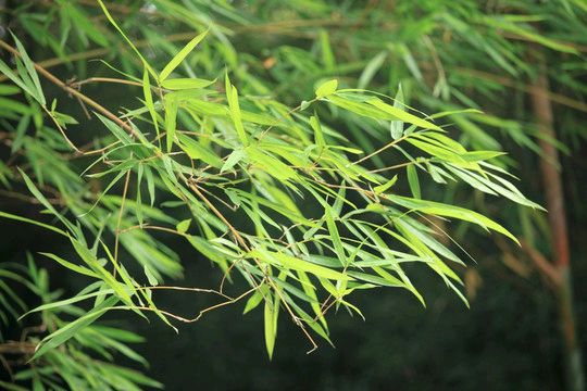 《千般竹韵(外二首)》作者:吴丽跃。朗诵者:鲁冰花。[中国现代诗歌文化传媒]（图5）